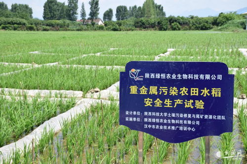 我校土壤修复等技术成果在汉中推广应用取得突破